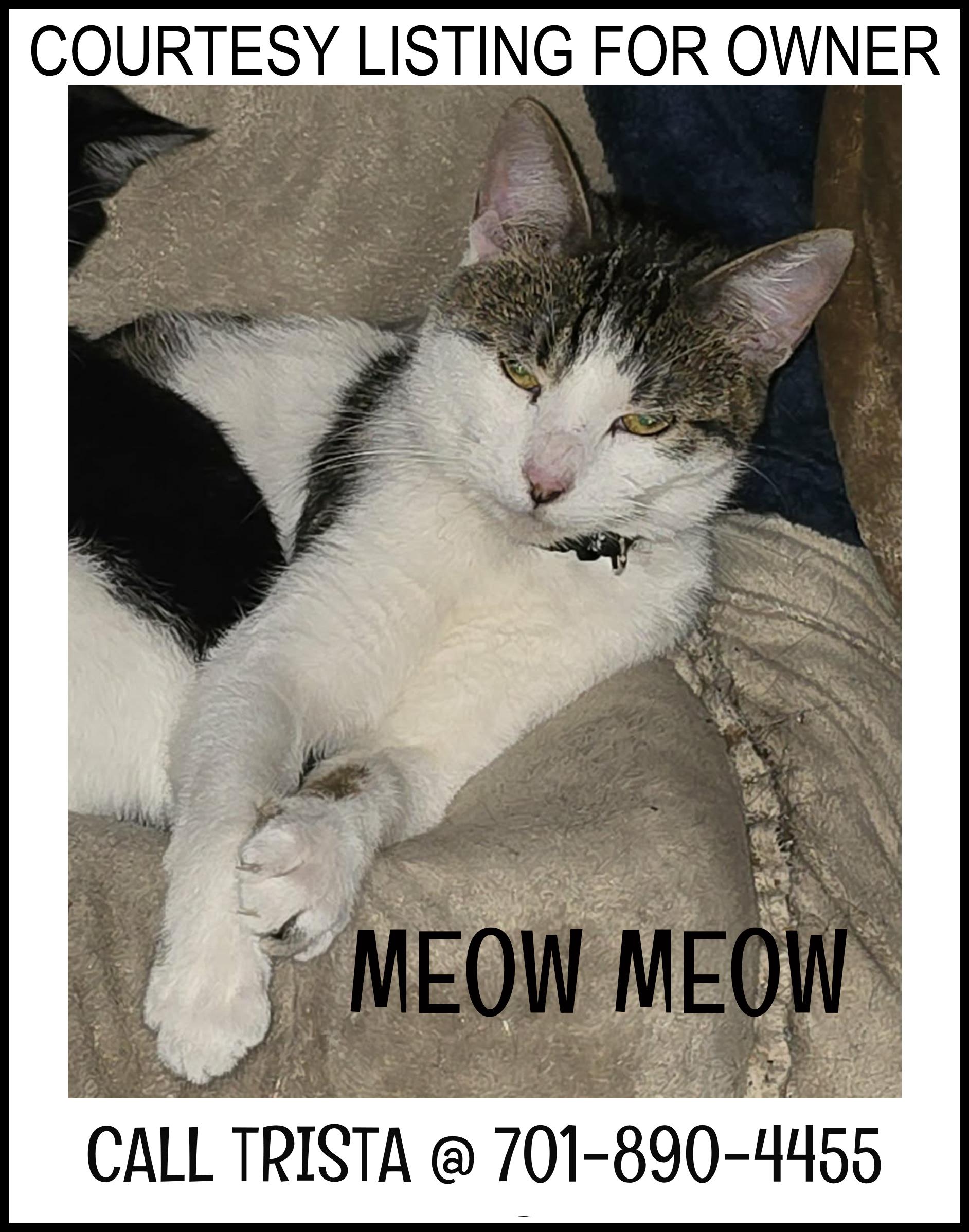 Meow Meow - COURTESY LISTING FOR OWNER, ADOPTABLE, Adult Male Domestic Short Hair.