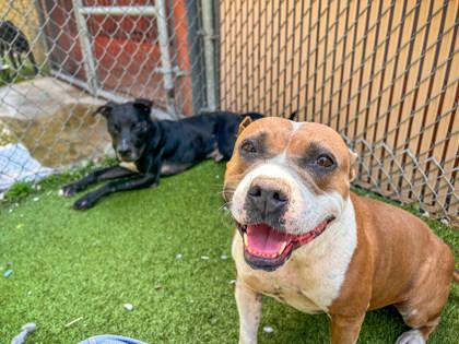 Beatrice, Adoptable, Adult Female Fox Terrier & Mixed Breed.