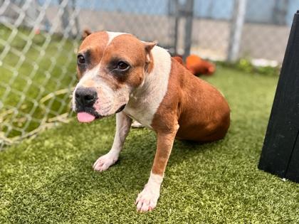 Enlarge Beatrice, a Adoptable mixed breed in Gainesville, FL image 2/3