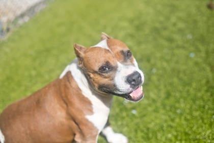 Enlarge Beatrice, a Adoptable mixed breed in Gainesville, FL image 3/3