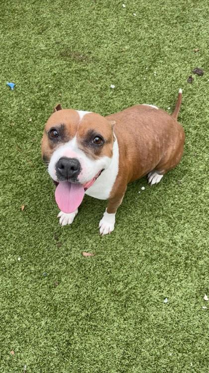 Enlarge Beatrice, a Adoptable mixed breed in Gainesville, FL image 3/3