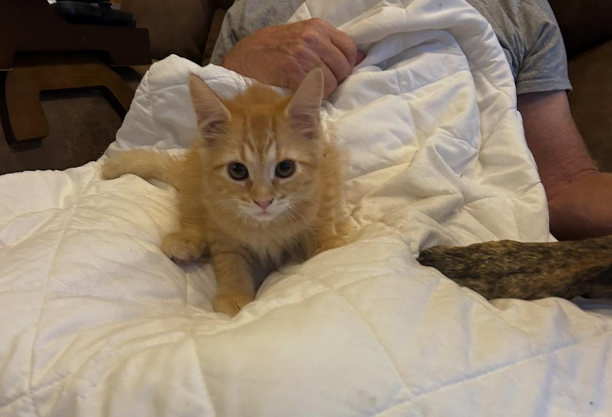 Cheeto