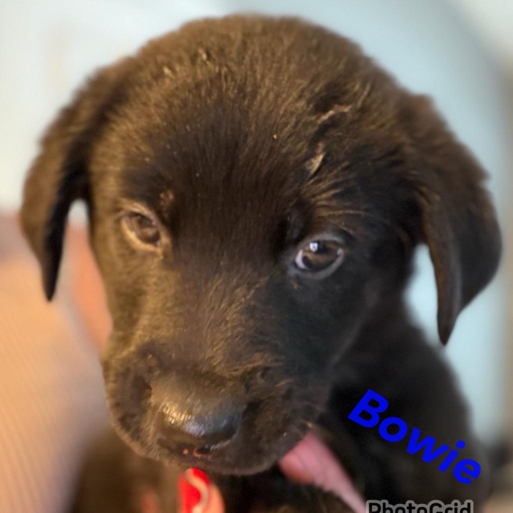 Enlarge Bowie - blue, a Adoptable Black Labrador Retriever in Greenfield, IN image 1/1