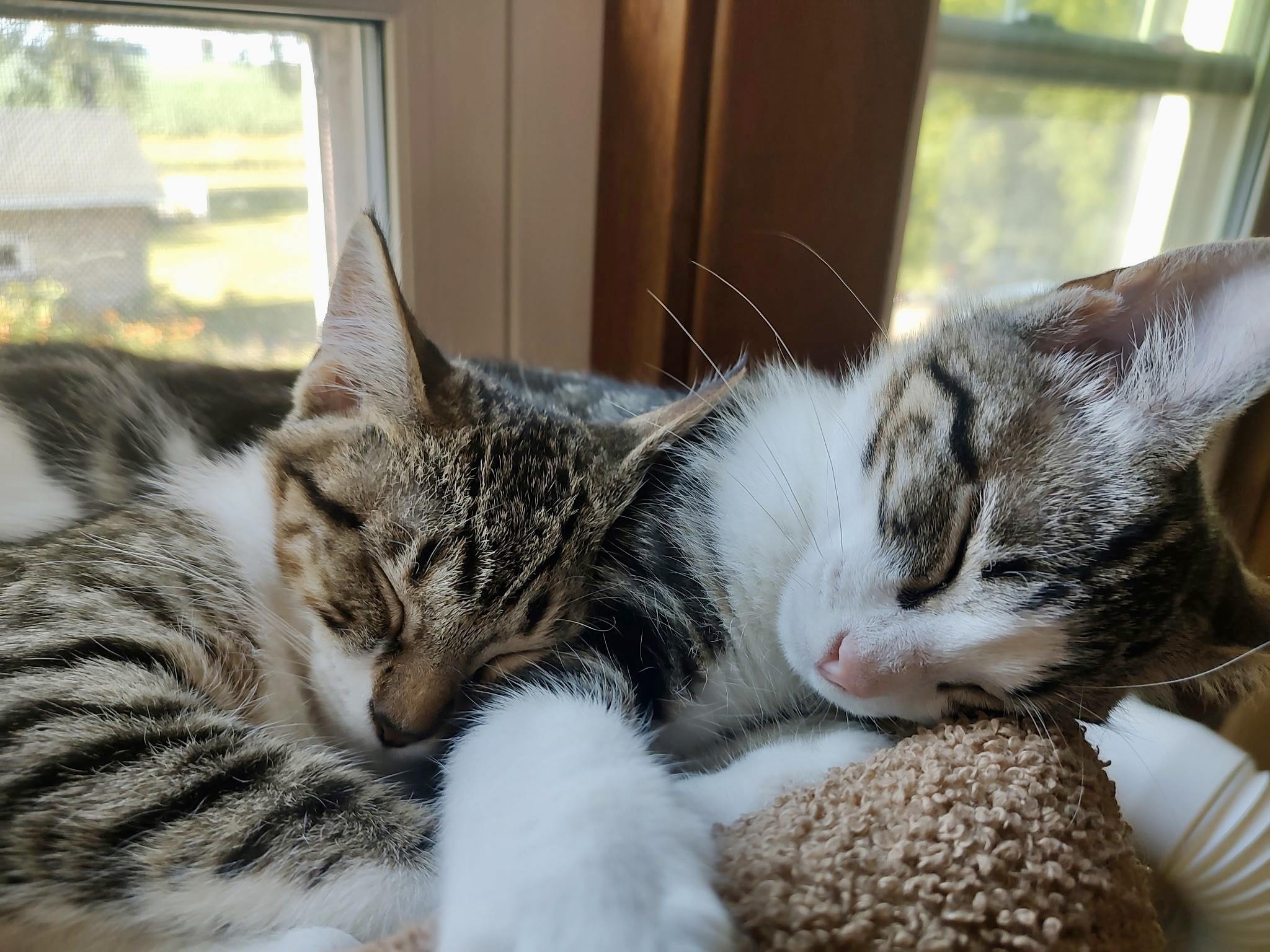 Peach & Poptart