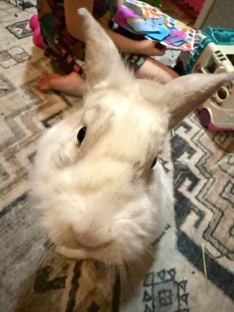 Bramble, adopted, Adult Female Bunny Rabbit.