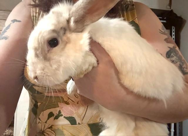 Enlarge Bramble, an adopted mixed breed in Utica, NY image 2/3