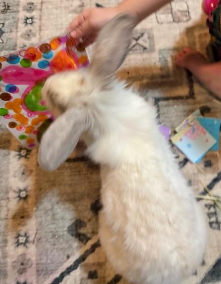 Enlarge Bramble, an adopted mixed breed in Utica, NY image 3/3