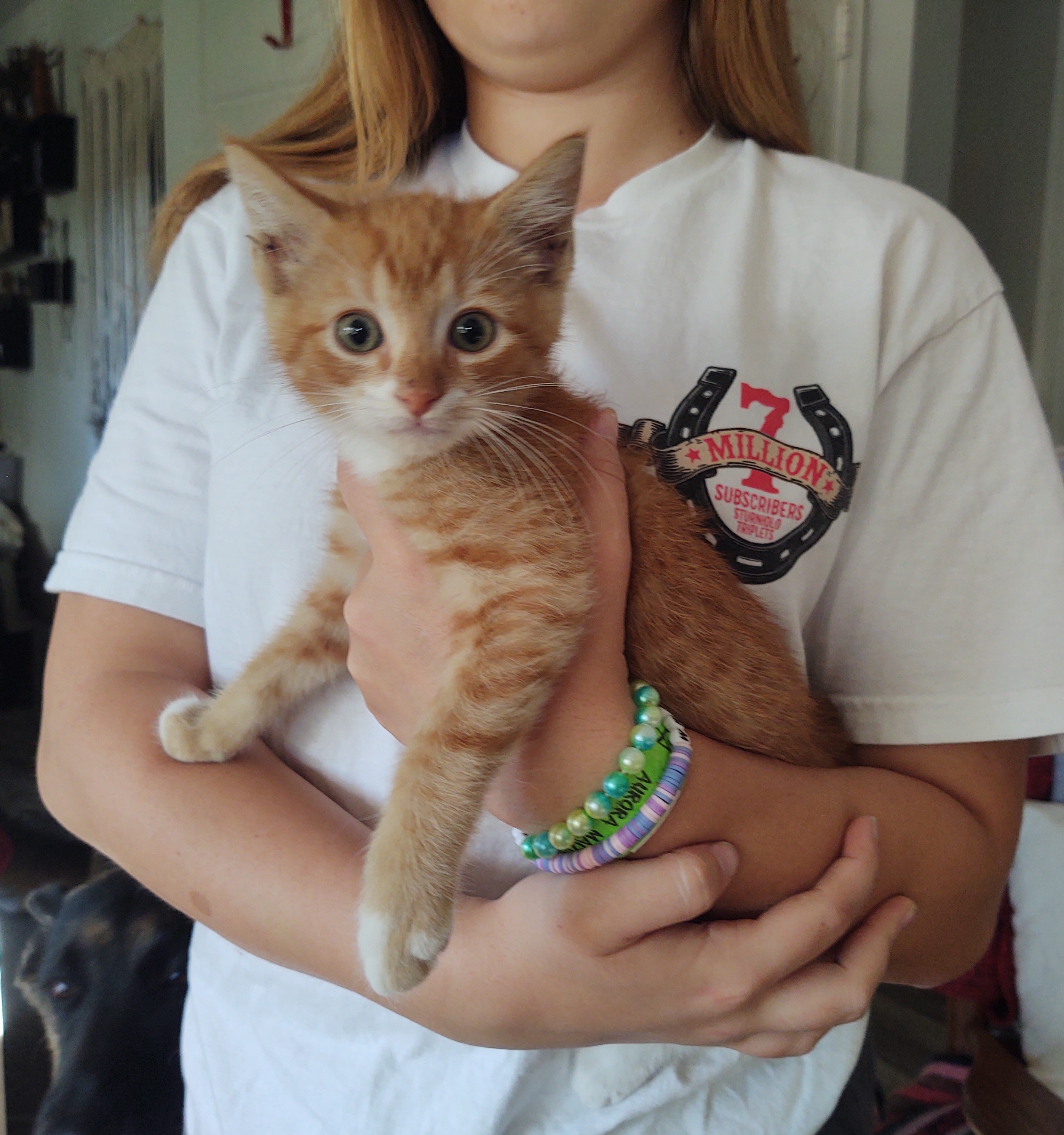 Cat for adoption Tigger, an American Shorthair in Fordland, MO