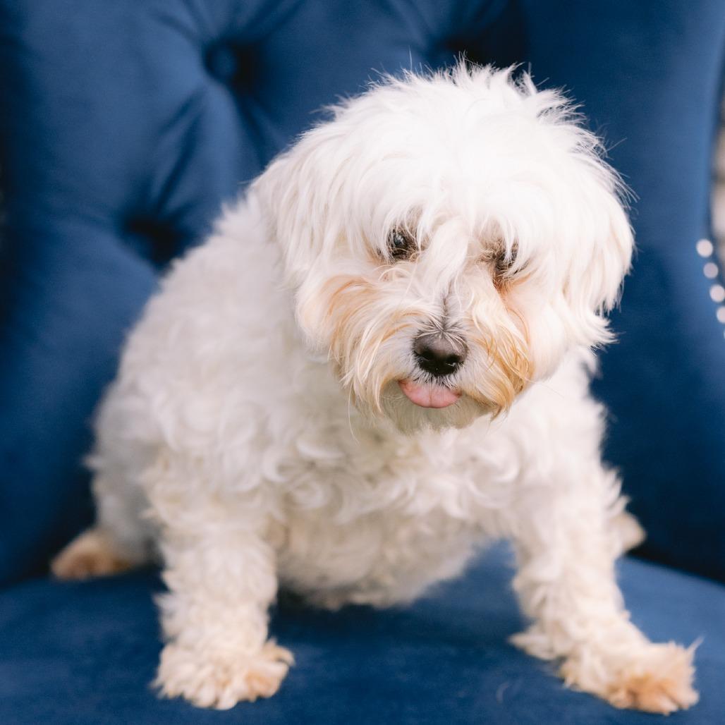 Cider, ADOPTABLE, Adult Female Maltese.