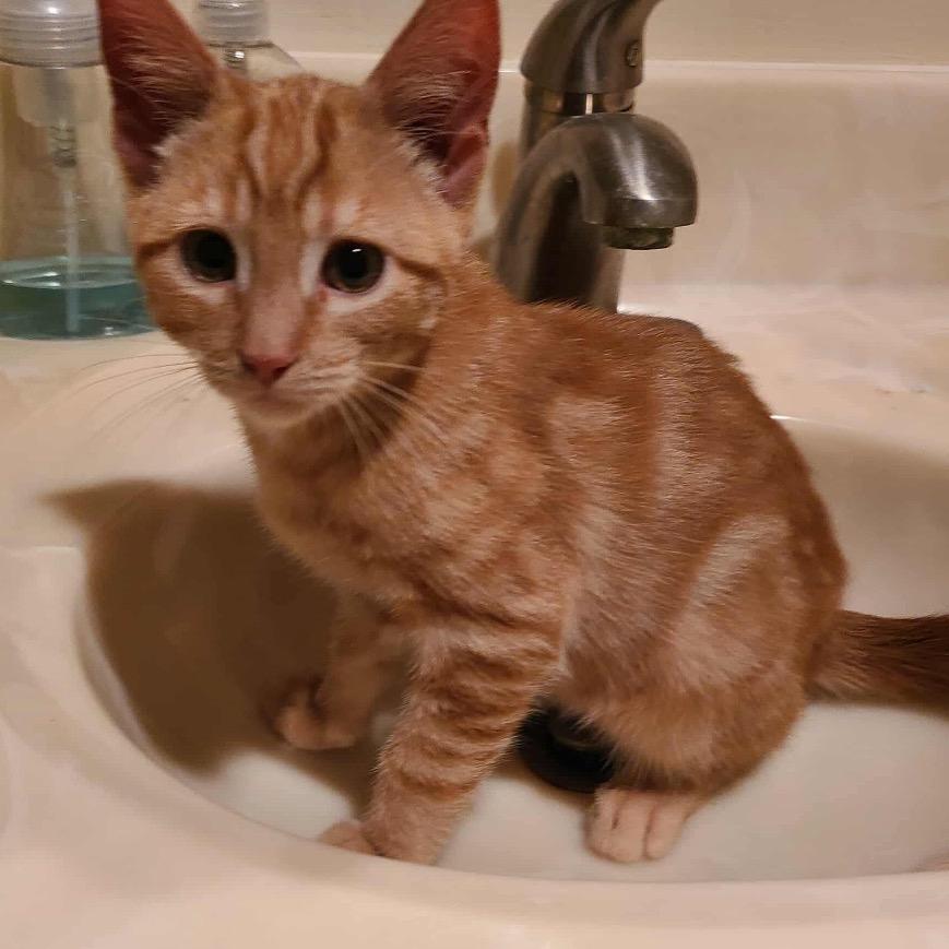 Jingle, adopted, Kitten Male Domestic Short Hair.