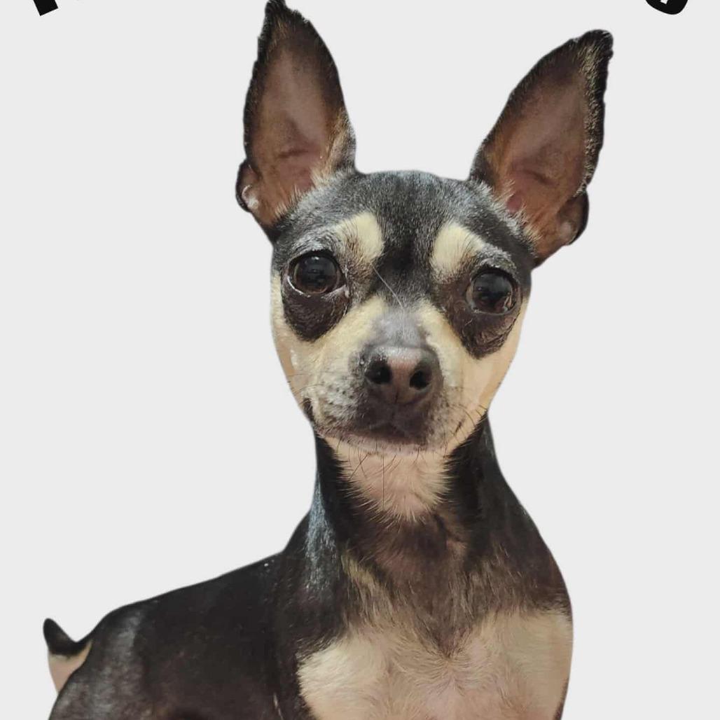 Enlarge Francie, a Adoptable mixed breed in Loves Park, IL image 1/3