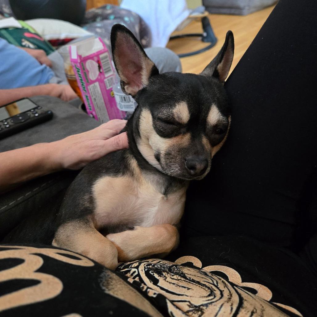 Francie, a Adoptable mixed breed in Loves Park, IL image 2/6