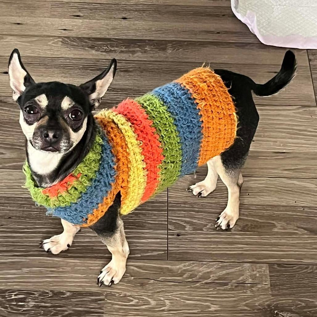 Francie, a Adoptable mixed breed in Loves Park, IL image 3/6