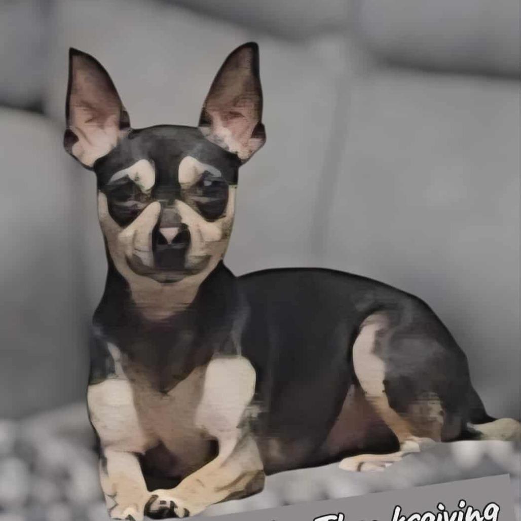 Enlarge Francie, a Adoptable mixed breed in Loves Park, IL image 2/3