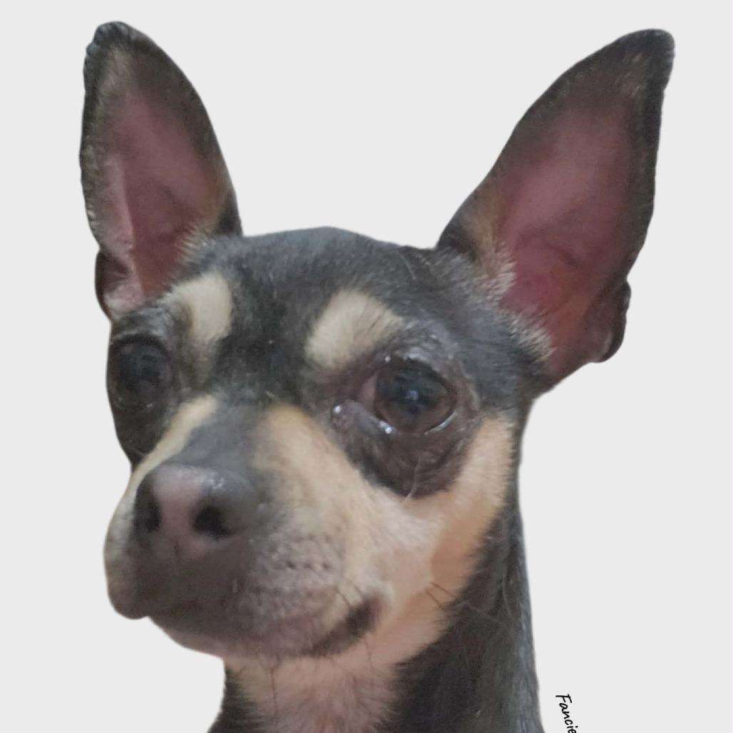 Enlarge Francie, a Adoptable mixed breed in Loves Park, IL image 3/3