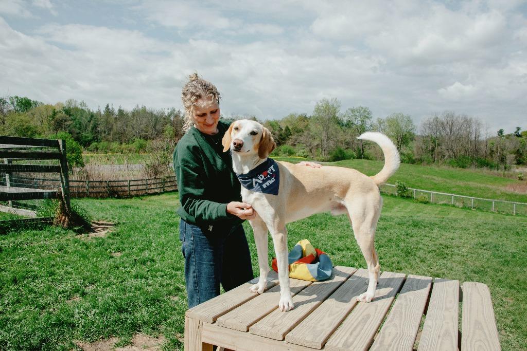 Timothy, Adoptable, Young Male Foxhound & Mixed Breed.