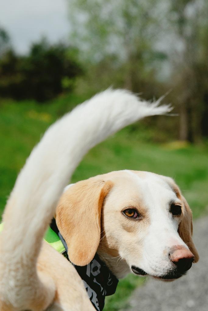 Enlarge Timothy, a Adoptable mixed breed in Hudson, NY image 2/5