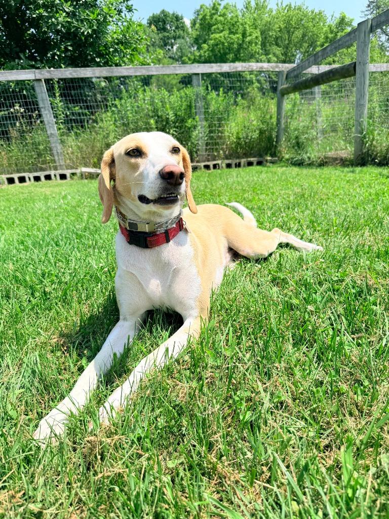 Enlarge Timothy, a Adoptable mixed breed in Hudson, NY image 4/5