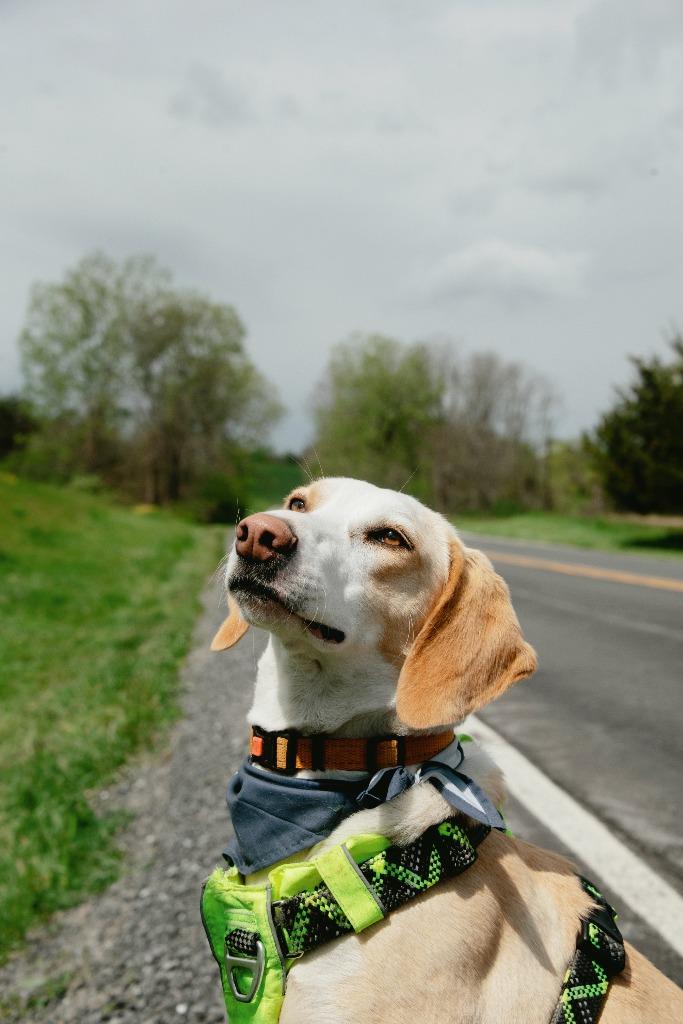 Enlarge Timothy, a Adoptable mixed breed in Hudson, NY image 5/5