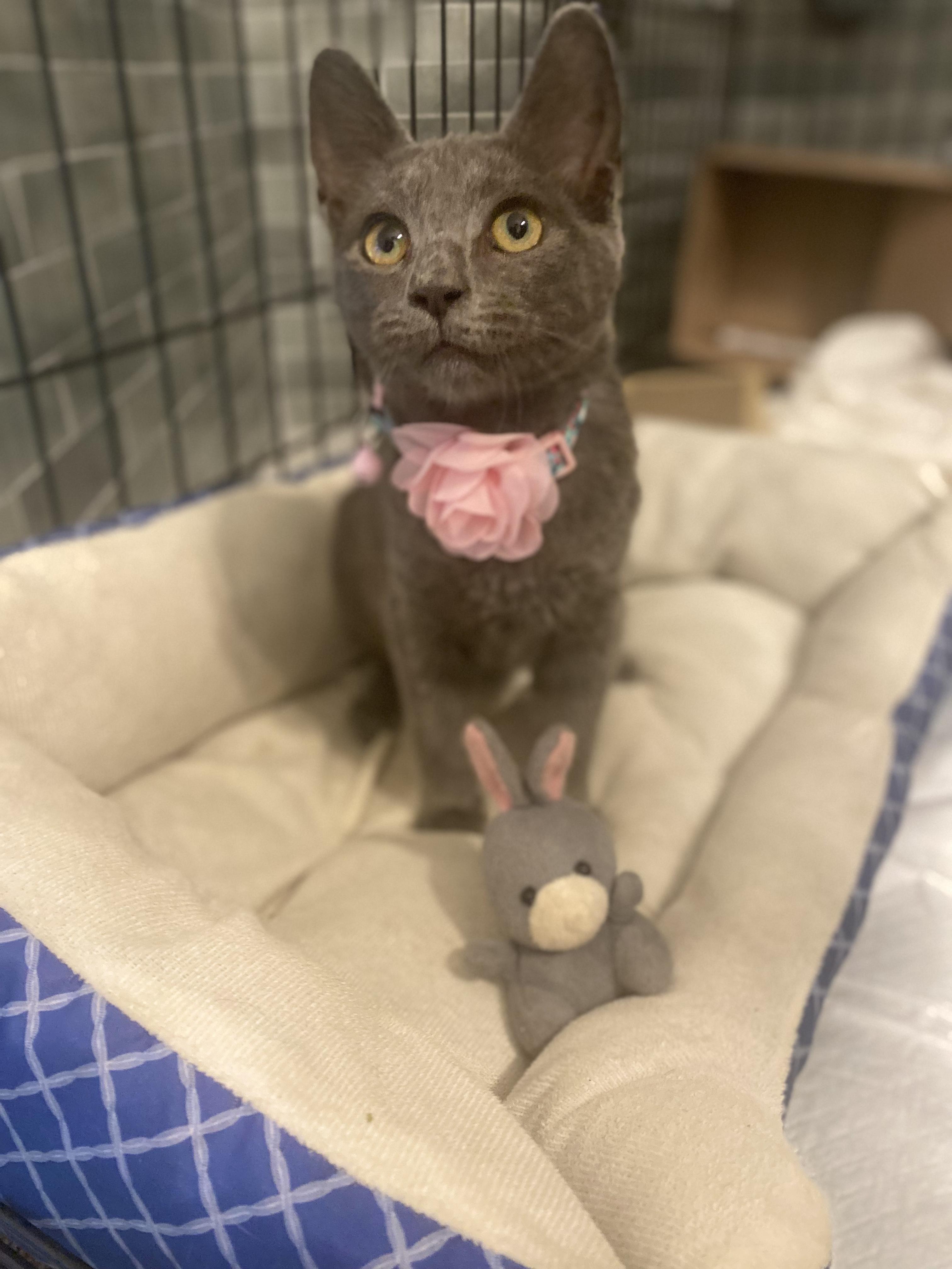 Penelope Purrbanks (Penny), Adopted, Young Female Russian Blue.