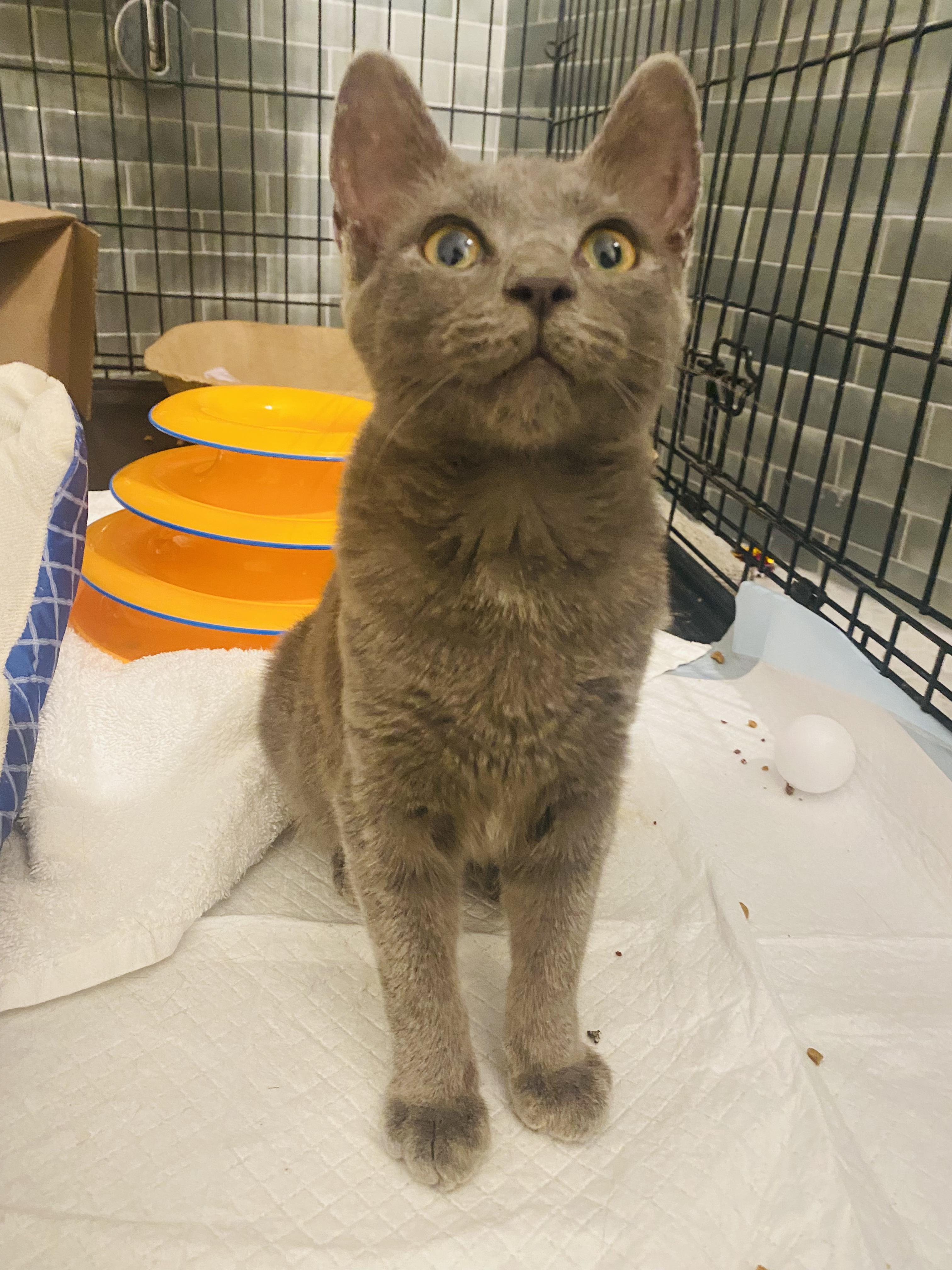 Penelope Purrbanks (Penny)