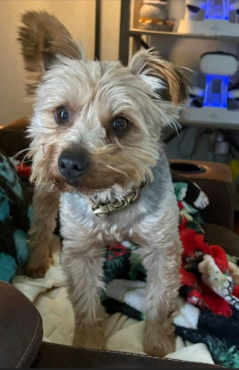 Harley-Yorkshire terrier (Partially sponsored fee), ADOPTABLE, Young Male Yorkshire Terrier.