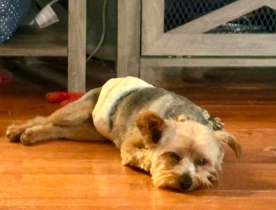 Enlarge Harley-Yorkshire terrier, a ADOPTABLE Yorkshire Terrier in Hamburg, NY image 5/6