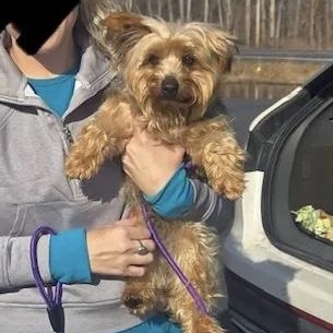 Harley-Yorkshire terrier (Partially sponsored fee), a ADOPTABLE Yorkshire Terrier in Hamburg, NY image 5/6