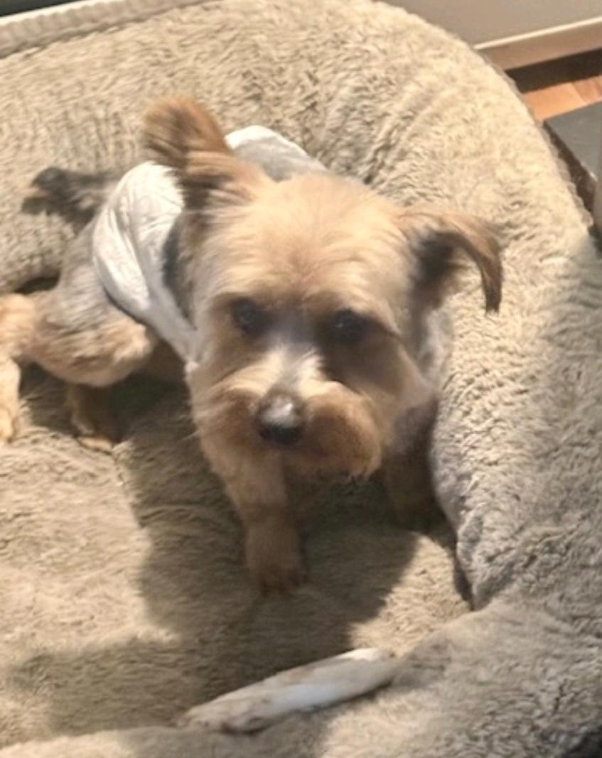 Enlarge Harley-Yorkshire terrier, a ADOPTABLE Yorkshire Terrier in Hamburg, NY image 2/6