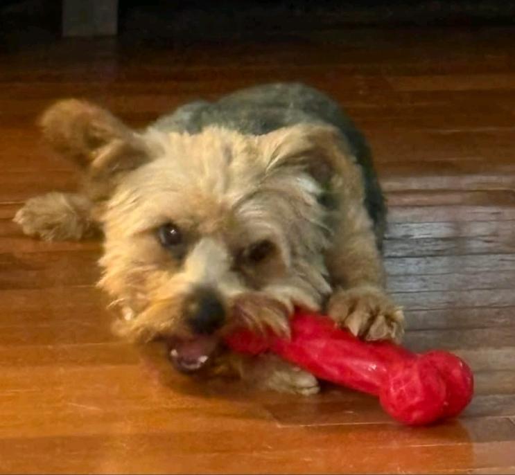 Enlarge Harley-Yorkshire terrier, a ADOPTABLE Yorkshire Terrier in Hamburg, NY image 6/6