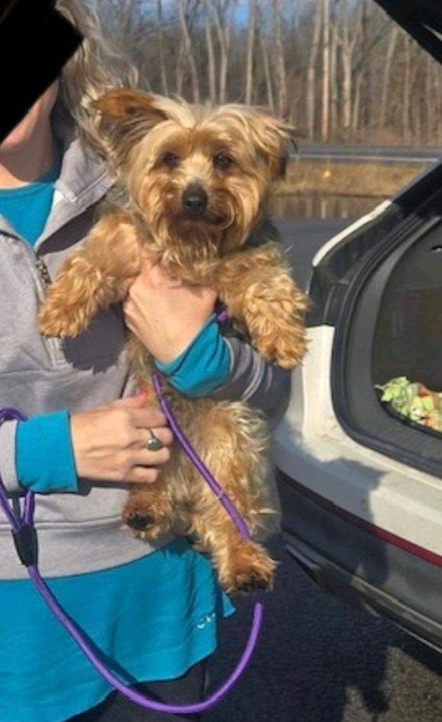 Enlarge Harley-Yorkshire terrier, a ADOPTABLE Yorkshire Terrier in Hamburg, NY image 3/6