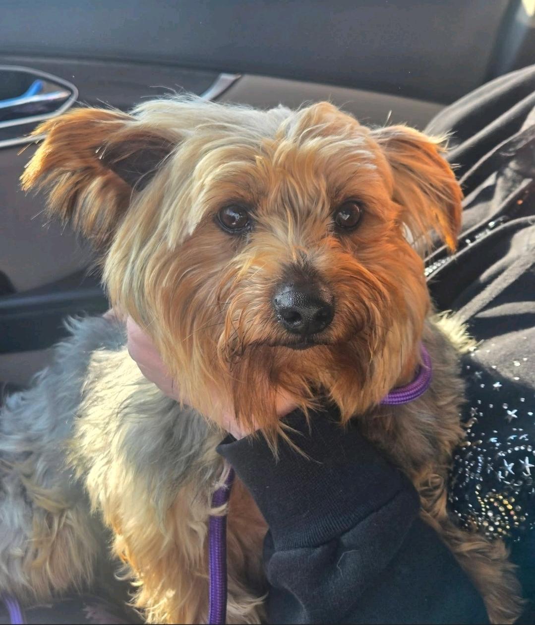 Enlarge Harley-Yorkshire terrier, a ADOPTABLE Yorkshire Terrier in Hamburg, NY image 1/6