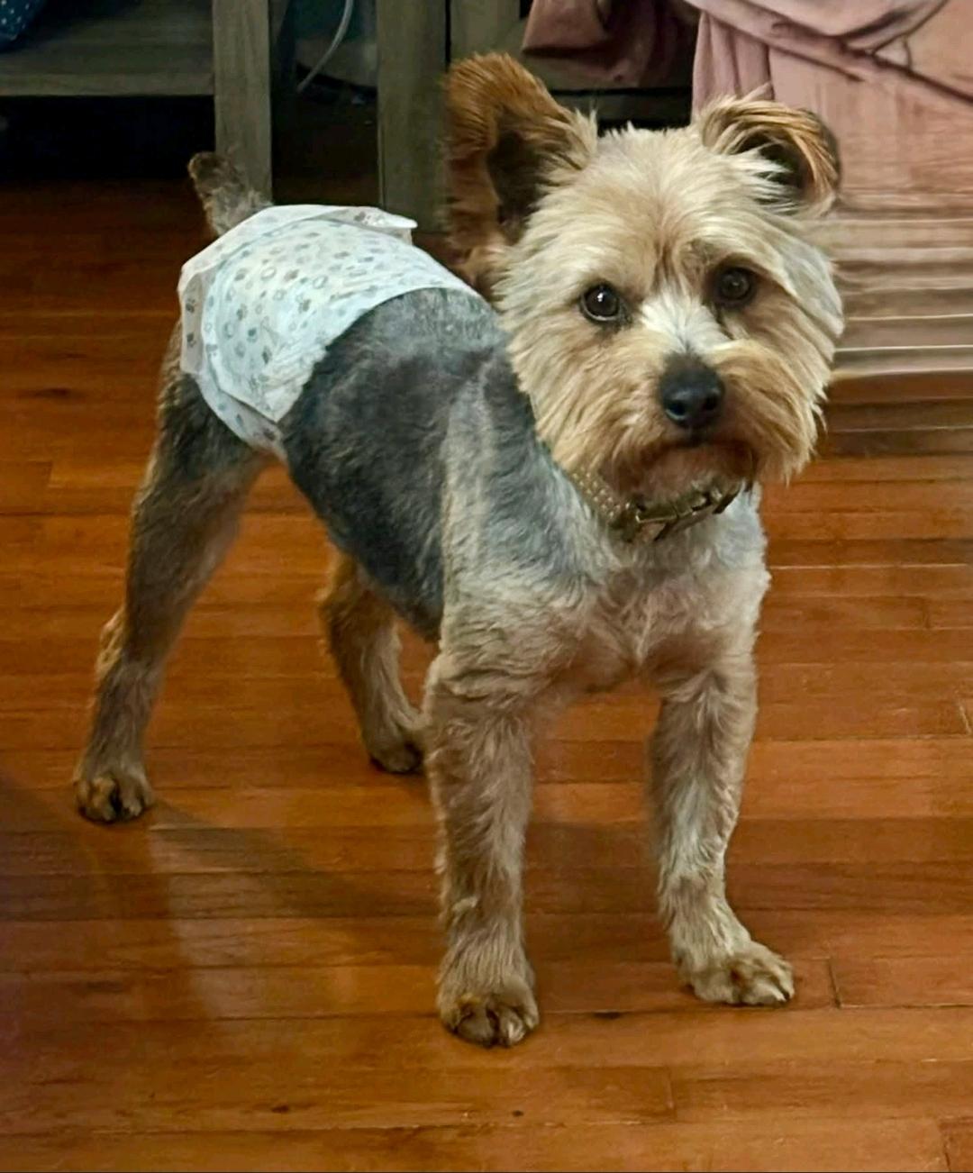 Enlarge Harley-Yorkshire terrier, a ADOPTABLE Yorkshire Terrier in Hamburg, NY image 4/6
