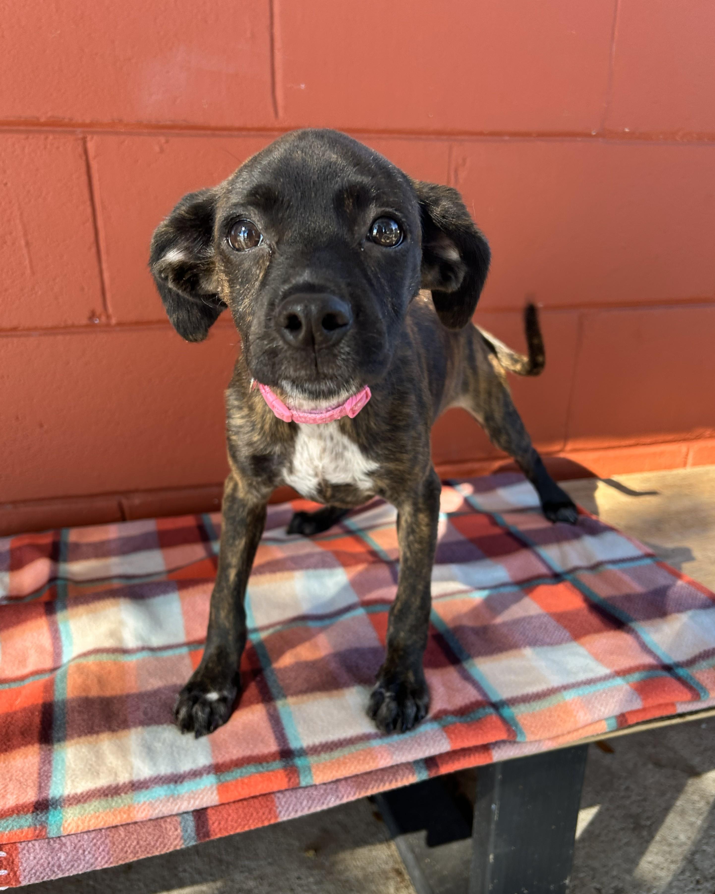 Enlarge Sadie, an adoptable mixed breed in Pensacola, FL image 2/6