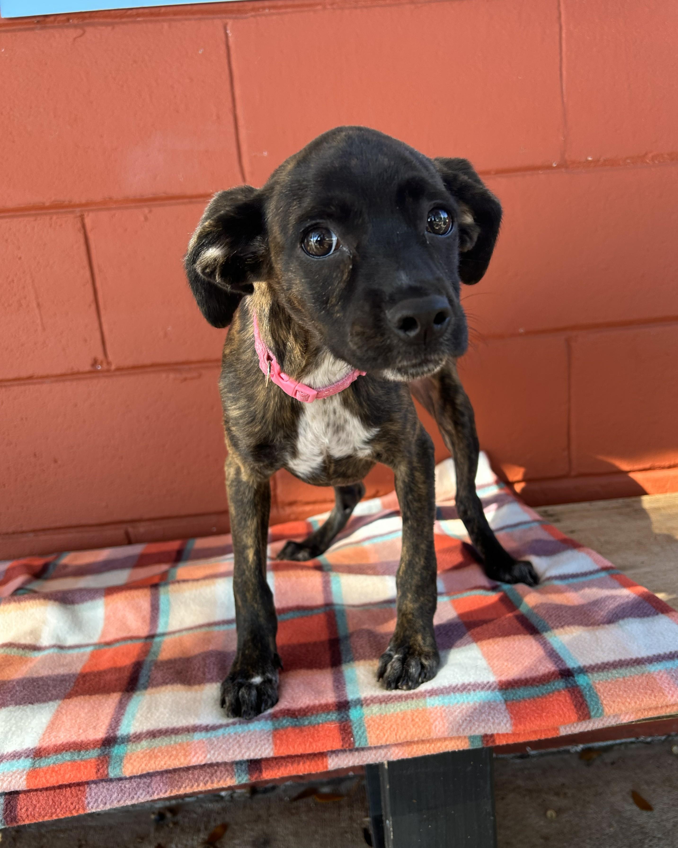 Enlarge Sadie, an adoptable mixed breed in Pensacola, FL image 3/6