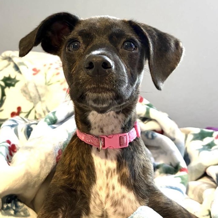 Enlarge Sadie, an adoptable mixed breed in Pensacola, FL image 5/6