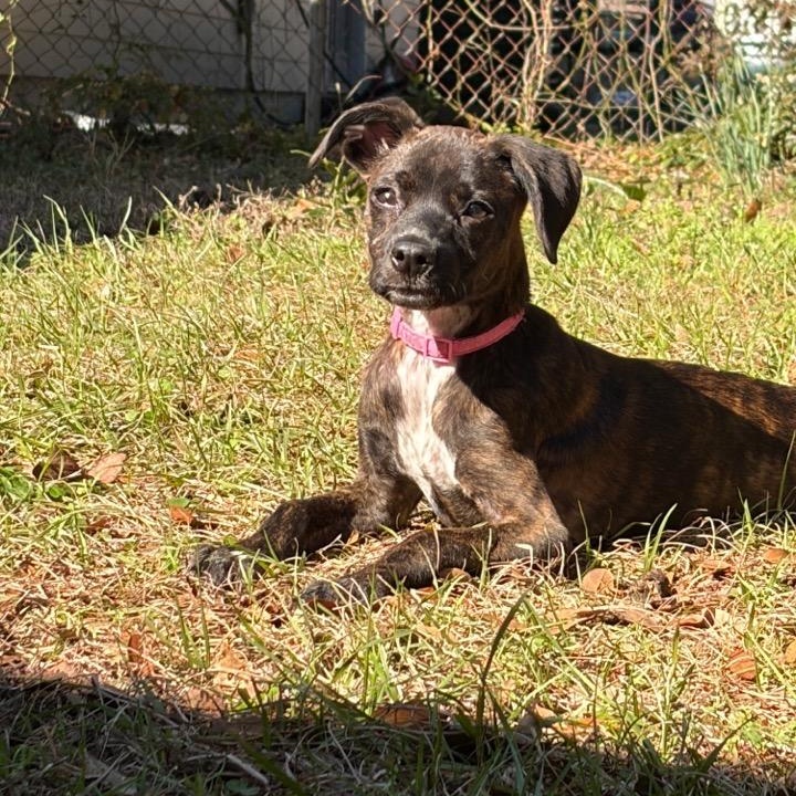 Enlarge Sadie, an adoptable mixed breed in Pensacola, FL image 6/6