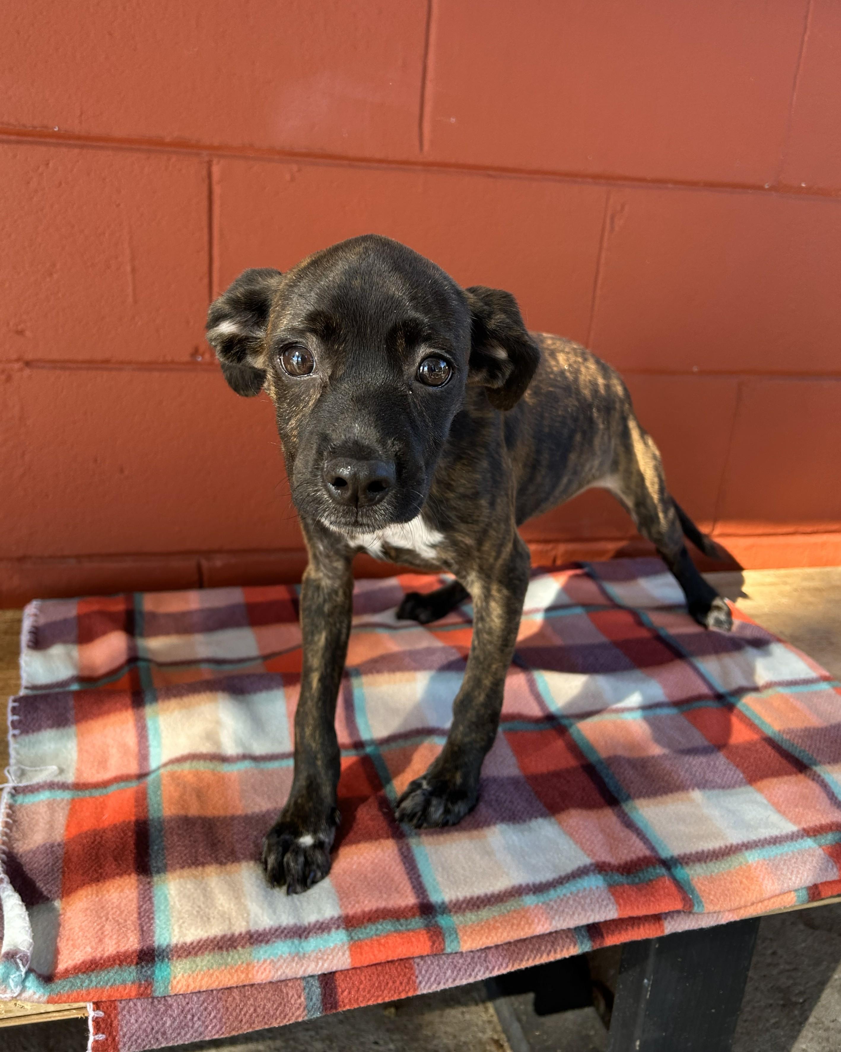 Enlarge Sadie, an adoptable mixed breed in Pensacola, FL image 4/6