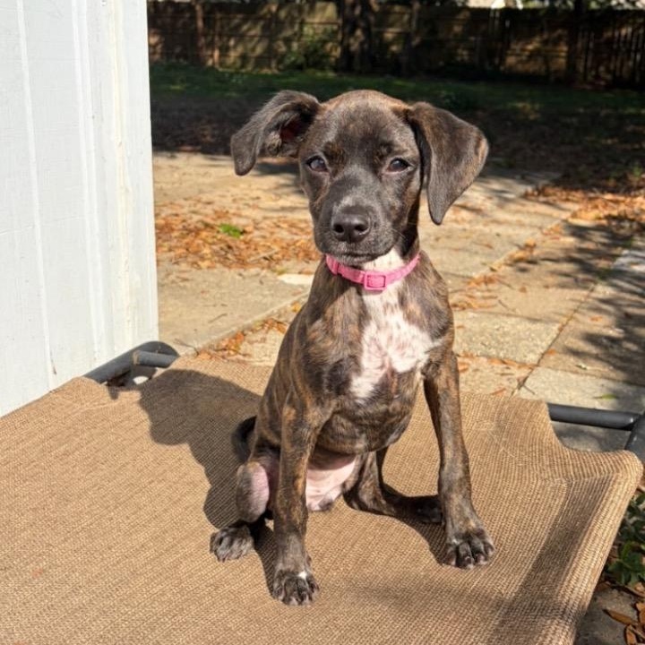 Sadie, adoptable, Puppy Female Terrier & Labrador Retriever.