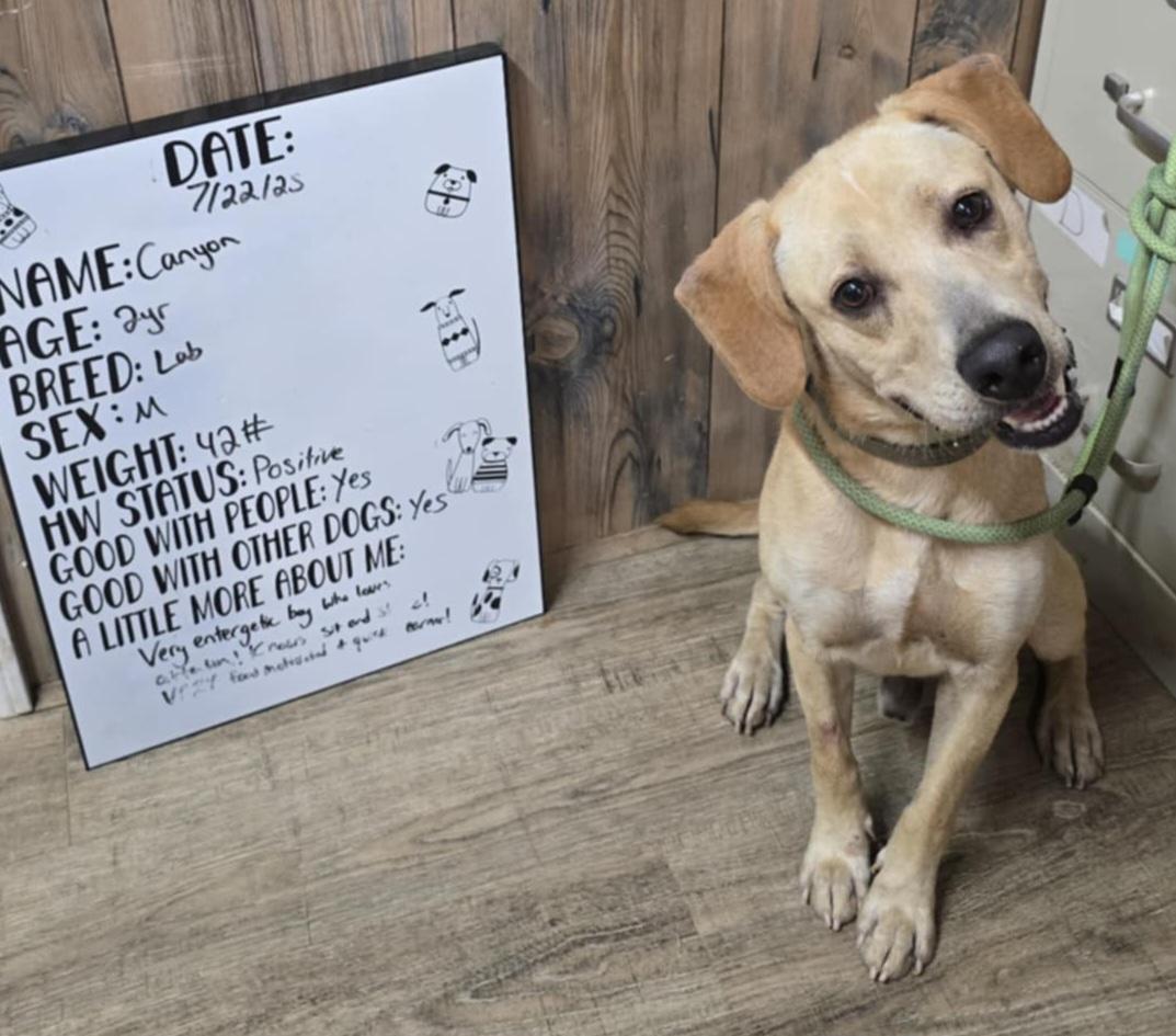 Canyon, Adoptable, Young Male Yellow Labrador Retriever.