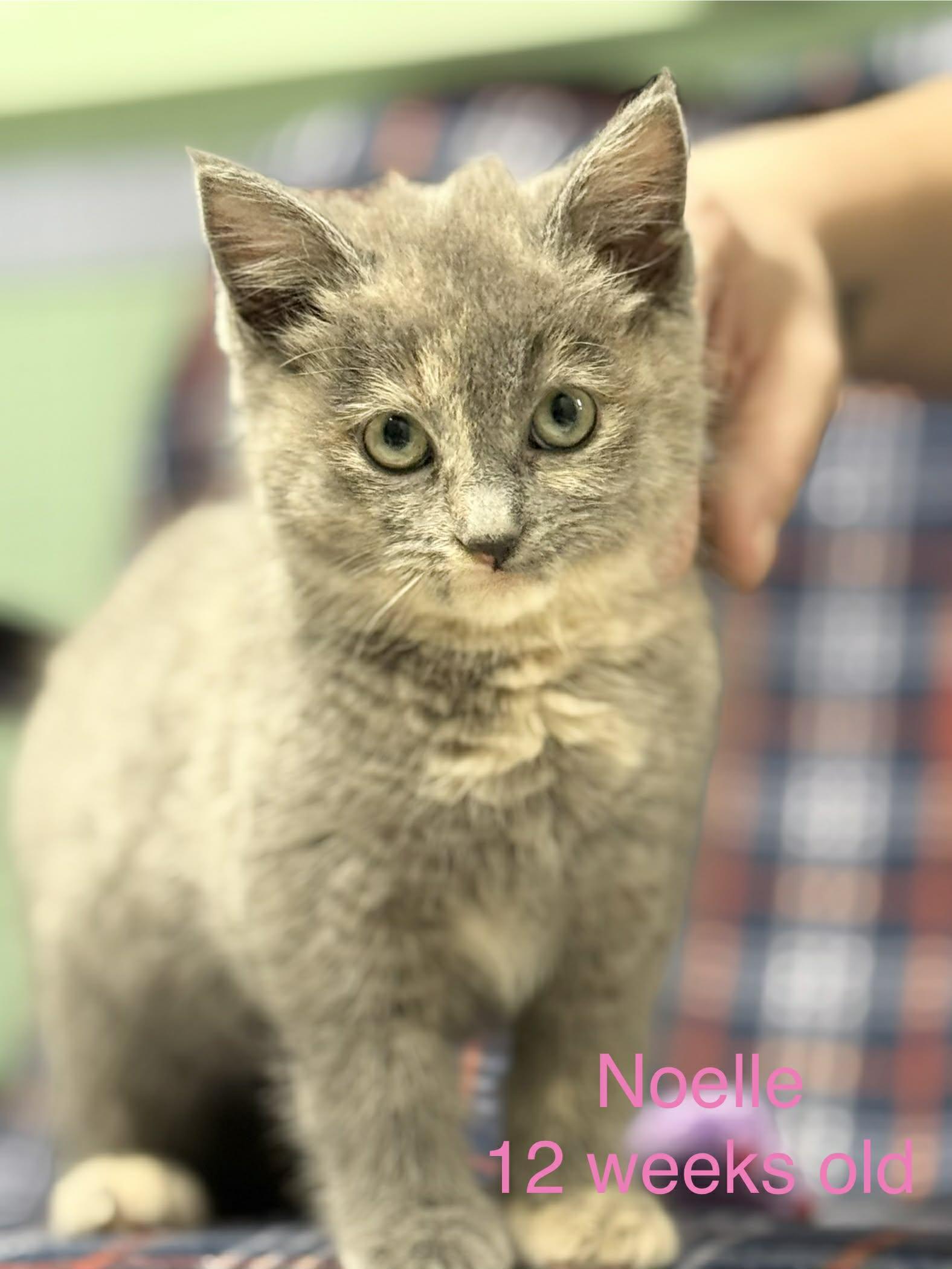Noelle, Adopted, Young Female Domestic Short Hair.