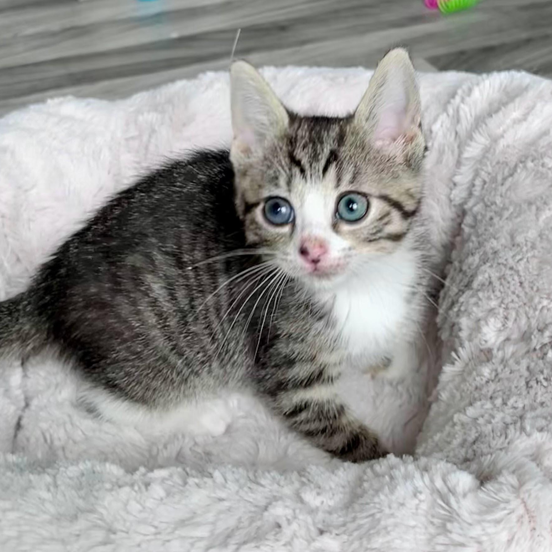 Greta, Adoptable, Kitten Female Domestic Short Hair.