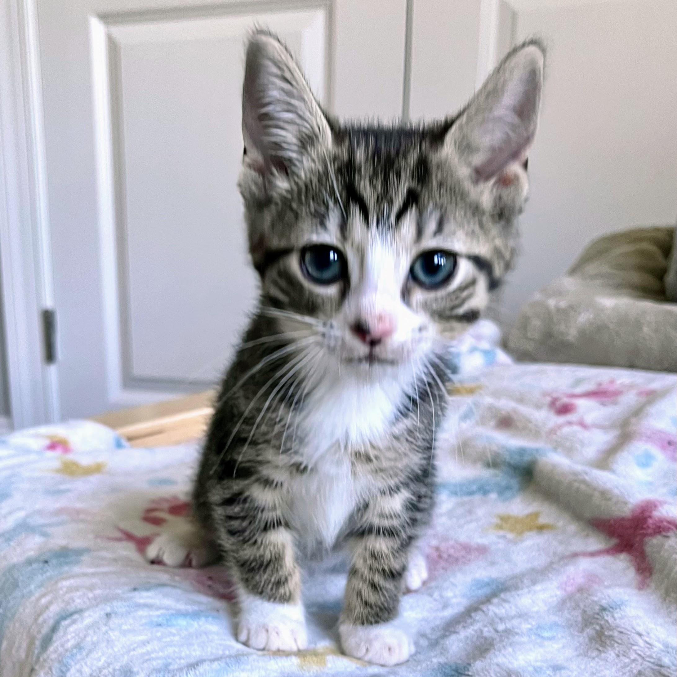 Enlarge Greta, a Adoptable Domestic Short Hair in Charlotte, NC image 3/4