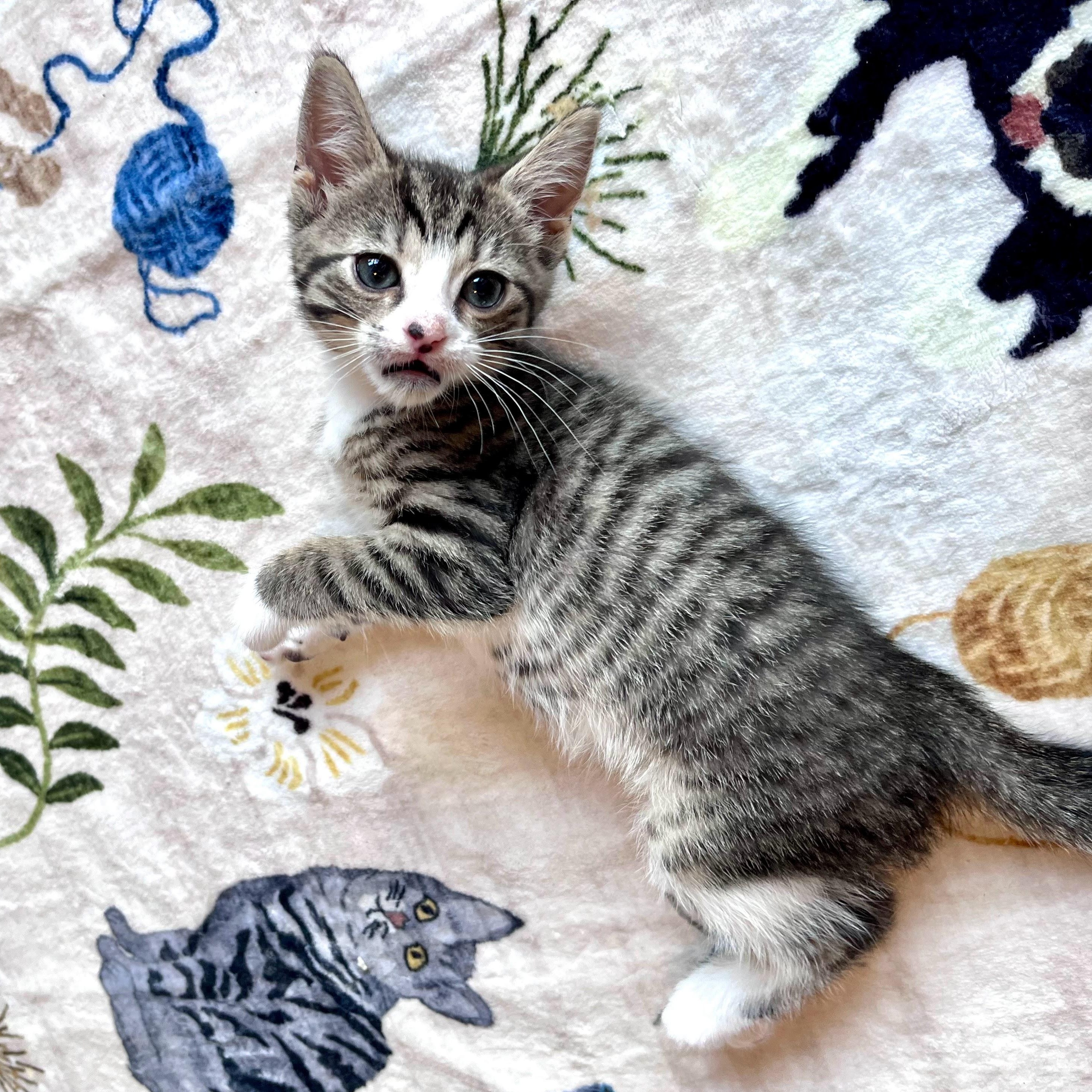 Greta, a Adoptable Domestic Short Hair in Charlotte, NC image 3/3