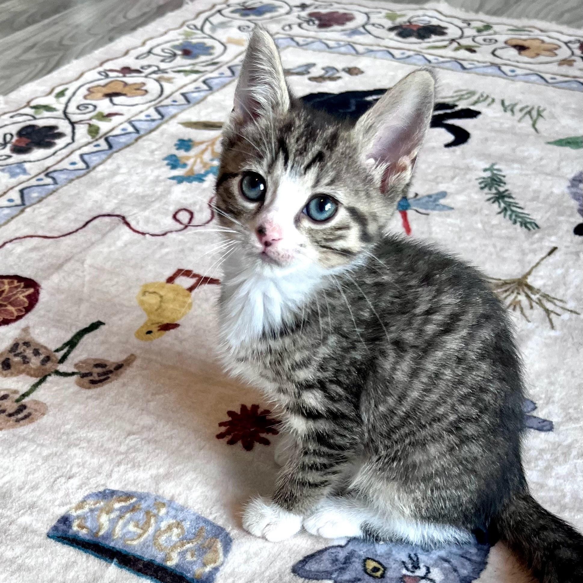 Greta, a Adoptable Domestic Short Hair in Charlotte, NC image 2/3