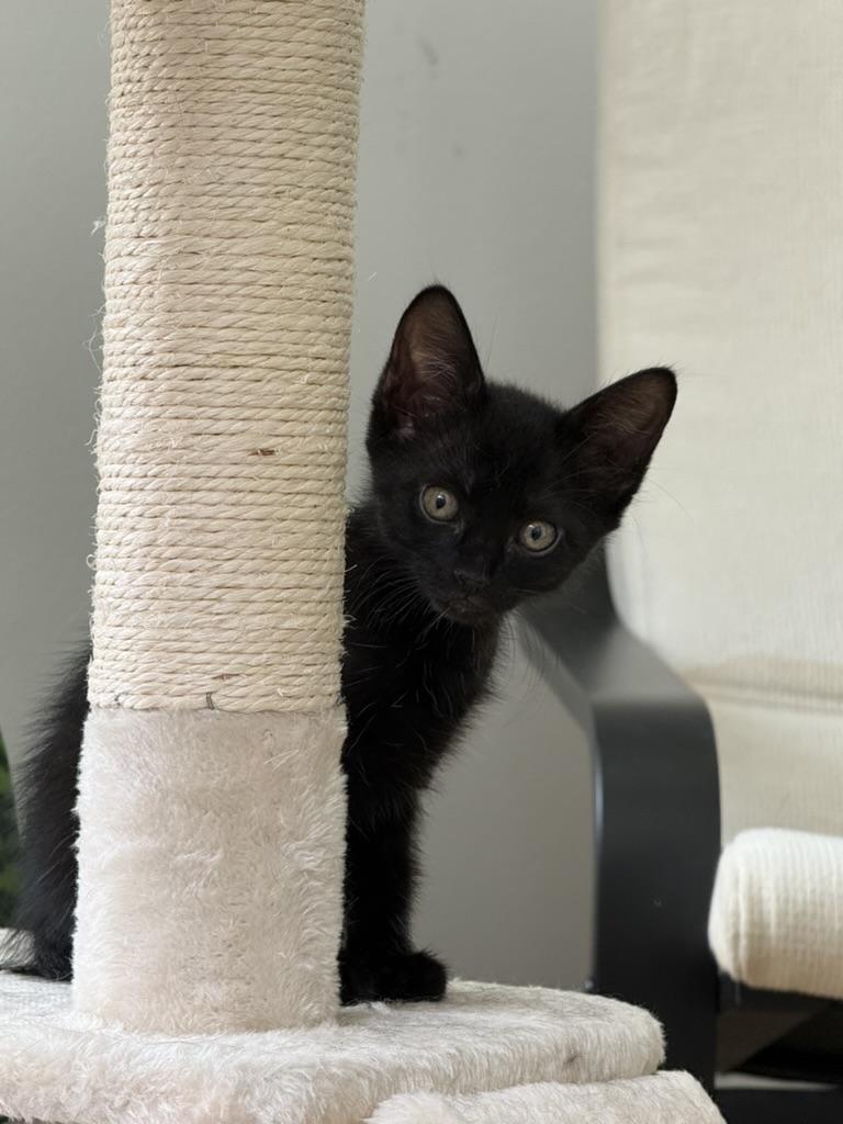 Enlarge Stu, an adopted Domestic Short Hair in Fort Worth, TX image 6/6