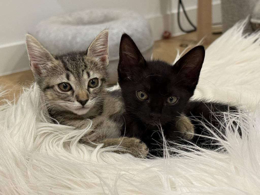 Enlarge Stu, an adopted Domestic Short Hair in Fort Worth, TX image 3/6