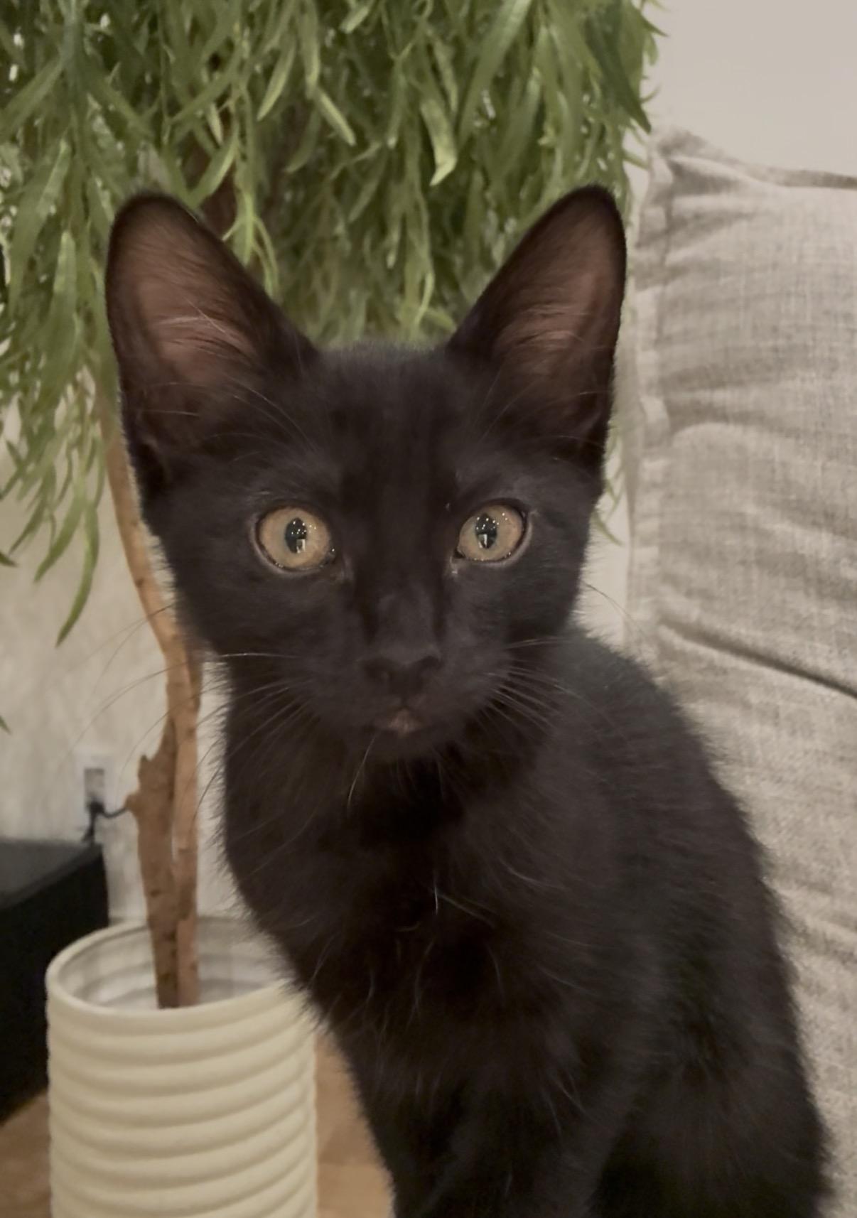 Enlarge Stu, an adopted Domestic Short Hair in Fort Worth, TX image 4/6