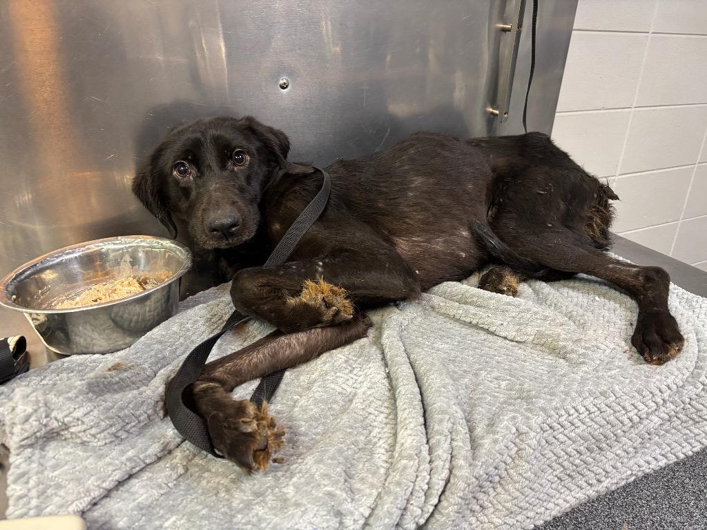 Enlarge D079-26, a Adoptable mixed breed in Tifton, GA image 1/2