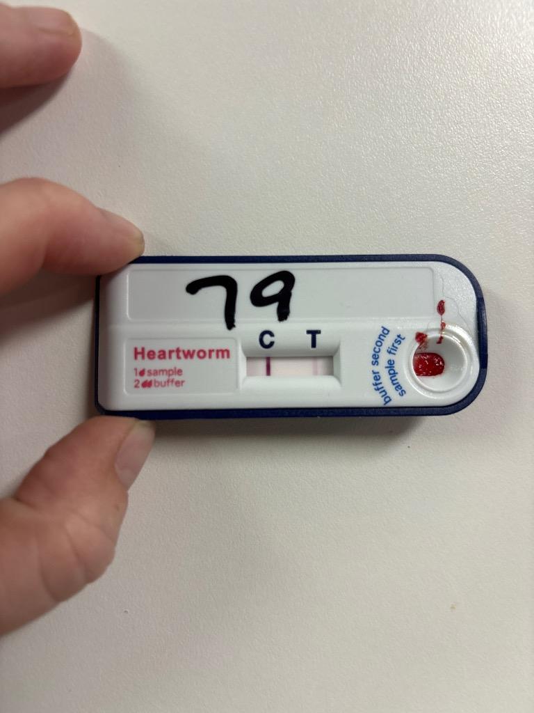 Enlarge D079-26, a Adoptable mixed breed in Tifton, GA image 2/2